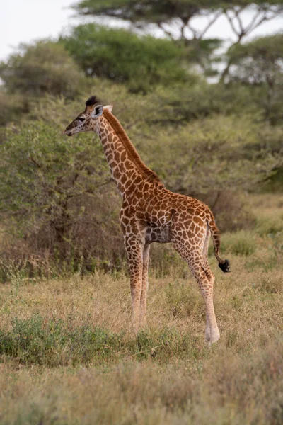 Young Masai Giraffe Stands Staring Profile — ストック写真