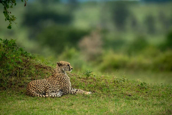 Cheetah Lies Grassy Bank Profile — Stock Photo, Image