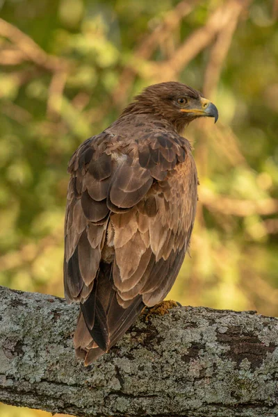 Tawny Eagle Lichen Covered Branch Turning Head — Stock Photo, Image