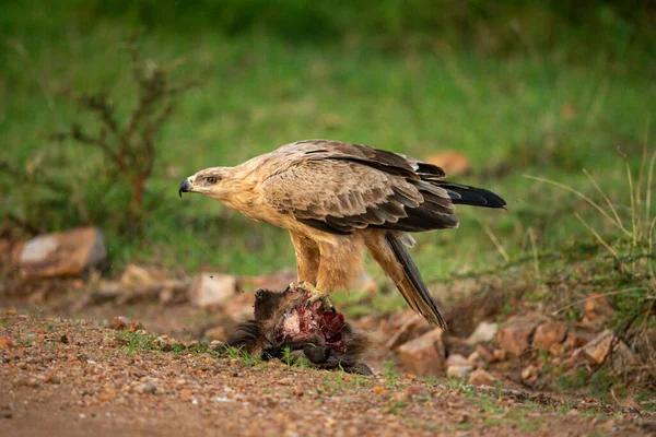 Tawny Eagle Staat Aas Rails — Stockfoto