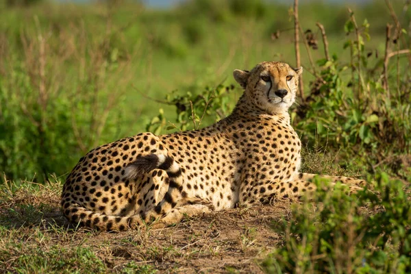 Gepard Leží Slunném Pahorku Mezi Keři — Stock fotografie