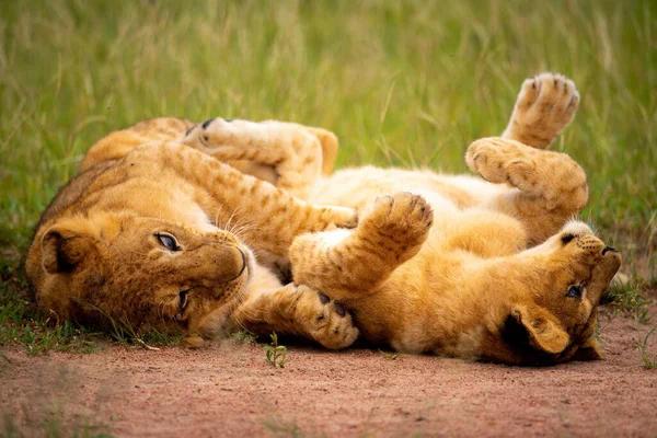 Twee Leeuwenwelpen Spelen Vechtend Gras — Stockfoto