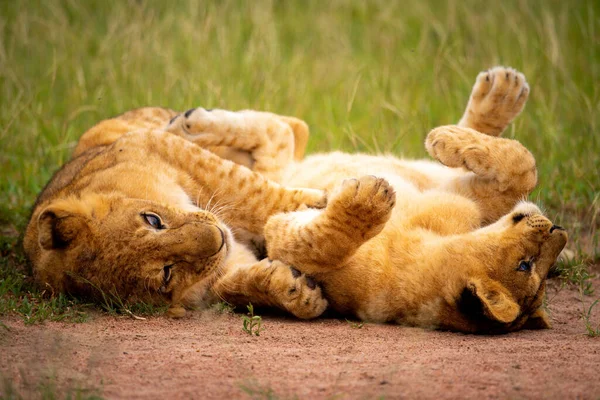 Aslan Yavrusu Çimenlerde Kavga Ediyor — Stok fotoğraf