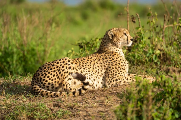 Gepard Liegt Auf Sonnigem Hügel Zwischen Büschen — Stockfoto