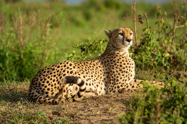 Gepard Liegt Auf Sonnigem Hügel Inmitten Von Büschen — Stockfoto