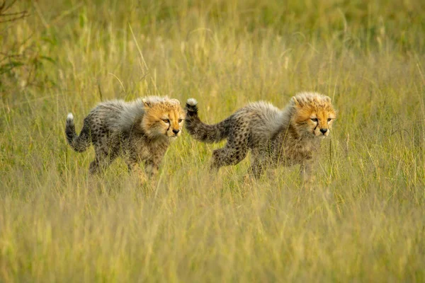 两只猎豹幼崽一起在草地上散步 — 图库照片