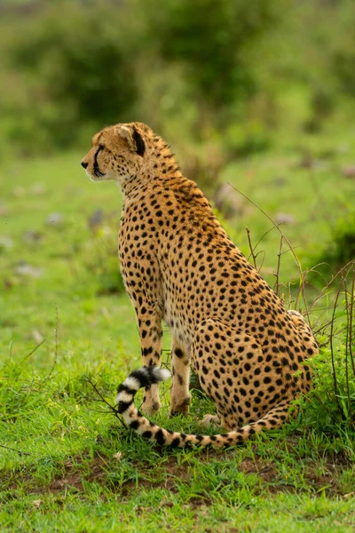Cheetah Senta Perfil Monte Gramado — Fotografia de Stock