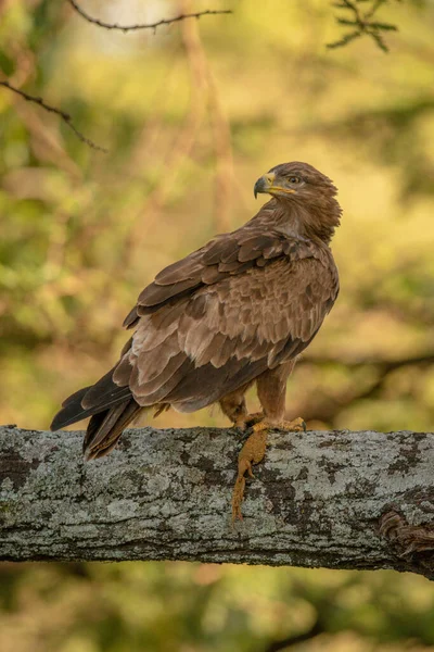 Tawny Eagle Lichen Covered Branch Carrion — Stock Photo, Image