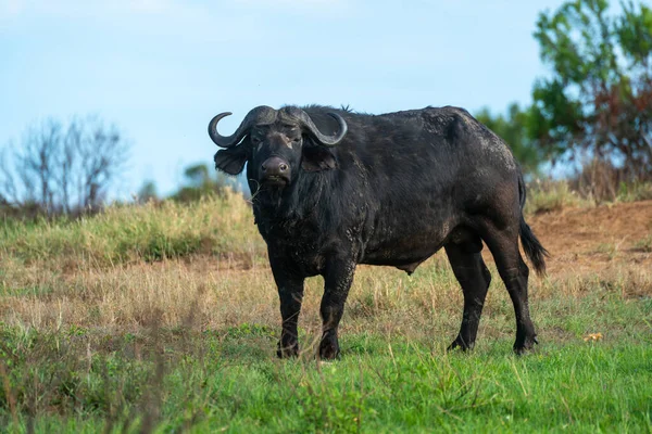 Cape Buffalo Stands Watching Camera Grass — Stock Photo, Image