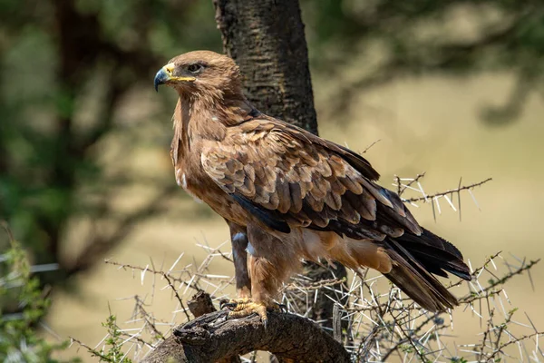 Tawny Eagle Diken Dalında Duruyor — Stok fotoğraf