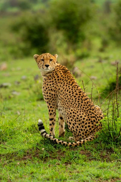 Cheetah Senta Monte Gramado Olhando Para Trás — Fotografia de Stock