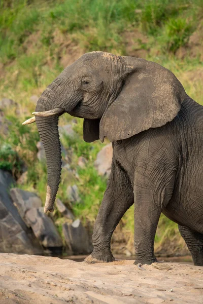 Primer Plano Del Elefante Africano Escalando Orilla Del Río Arenoso — Foto de Stock