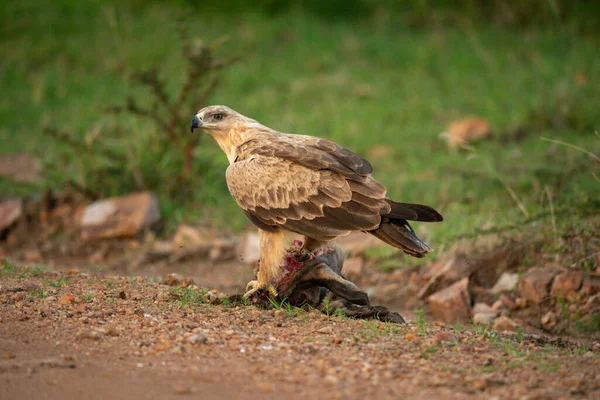 Tawny Eagle Stands Kill Track — Stock Photo, Image