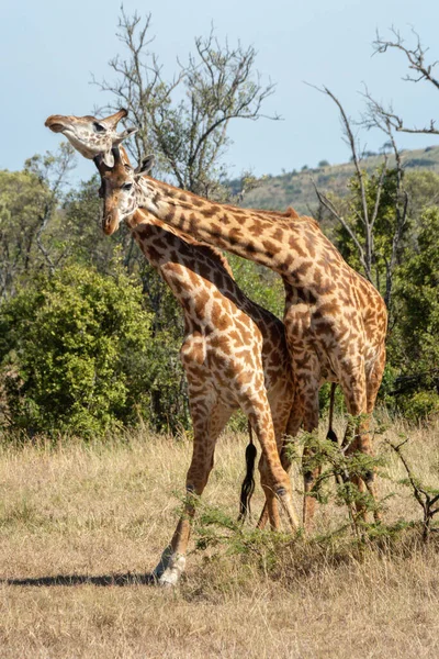 茂みの近くで首を絞めて二人の男性Masai Giraffes — ストック写真