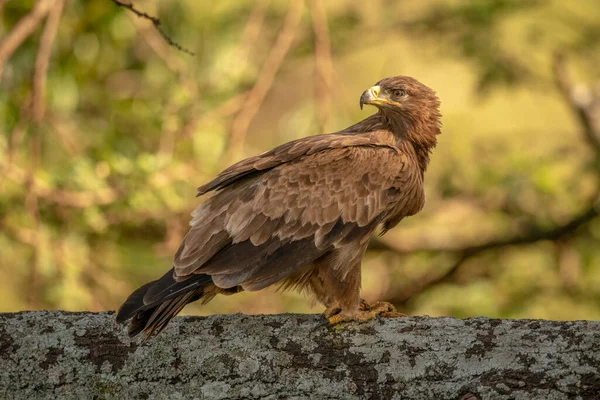 Tawny Sas Zuzmóval Borított Ágon Visszatekintve — Stock Fotó