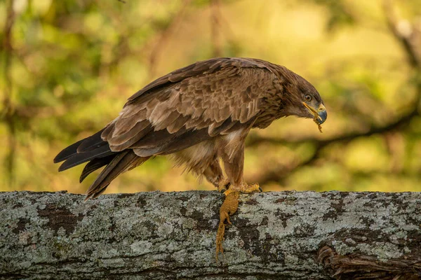 金银鹰在苔藓覆盖的树枝上咀嚼蜥蜴 — 图库照片