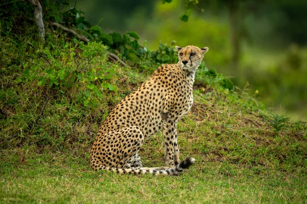 Cheetah Senta Virando Cabeça Pelo Banco Gramado — Fotografia de Stock