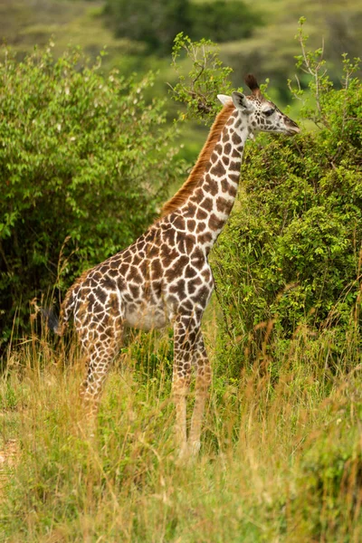 Jeune Girafe Masai Tient Parmi Les Buissons Feuillus — Photo