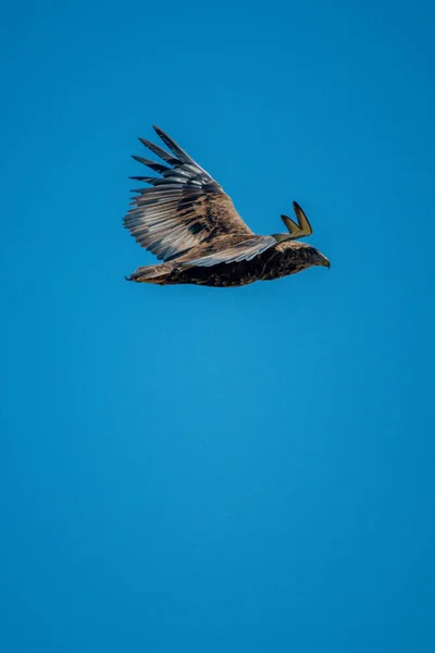 Tawny Kartal Kusursuz Mavi Gökyüzünde Süzülür — Stok fotoğraf
