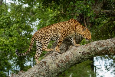Leopar ormanda liken kaplı bir dalda yürüyor.