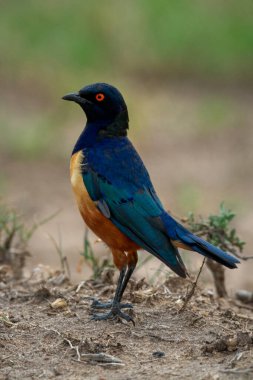 Hildebrandt Starling sola bakan profilde duruyor