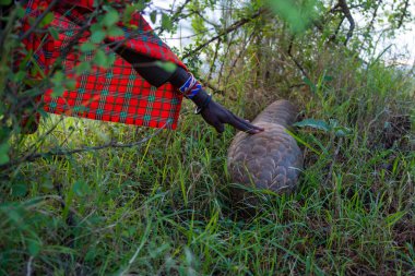 Kılavuz otlardaki pangolin pullarına dokunur.