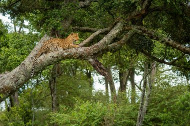 Leopar ormandaki liken kaplı ağaçta dinleniyor.