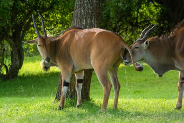 Yakın plan çekimde başka birinin idrarını içiyorum.