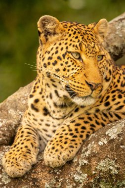 Leoparın yakın plan başı dönük hali.