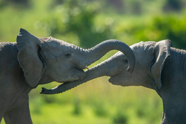 Крупный план двух молодых слонов играть в драку