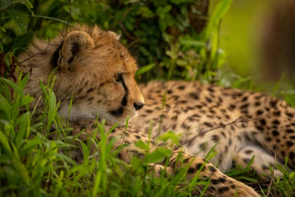 Gros Plan Petit Guépard Couché Dans Les Buissons — Photo