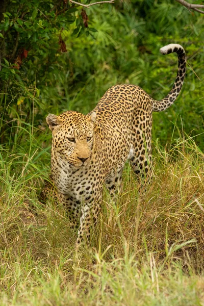 Leopard Kráčí Kolem Stromů Dlouhé Trávě — Stock fotografie