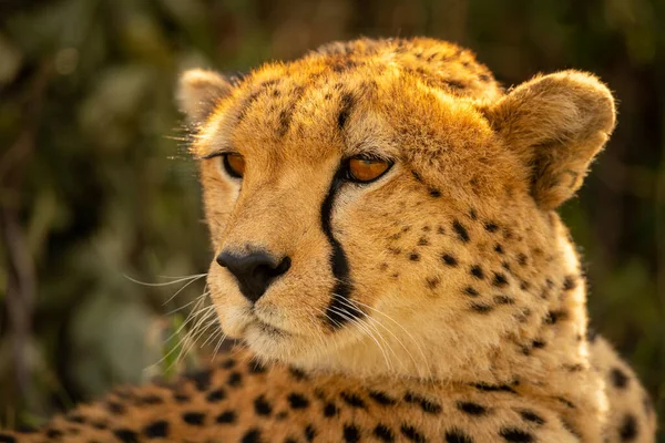 Close Backlit Cheetah Turning Head Left — Stock Photo, Image