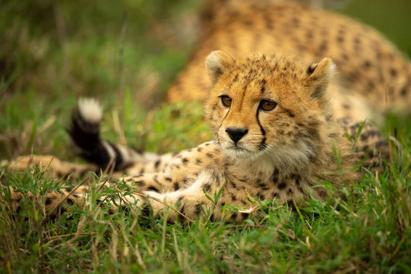 Annesinin Yanında Yatan Çita Yavrusuna Yakın Plan — Stok fotoğraf