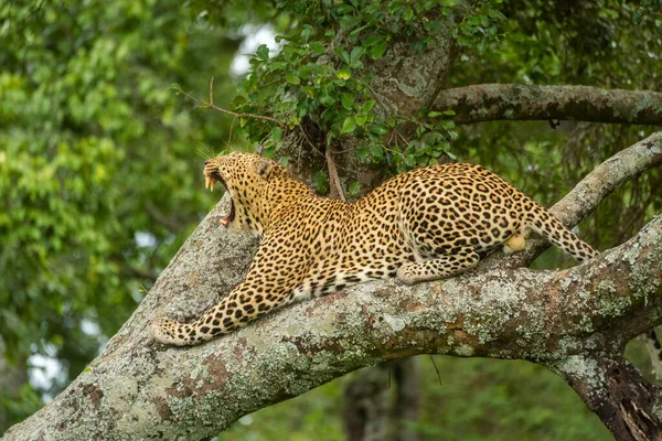 Леопард Лежить Позіхання Дереві Лісі — стокове фото