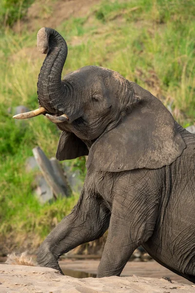 Nahaufnahme Von Elefant Auf Sand Der Rüssel Hebt — Stockfoto