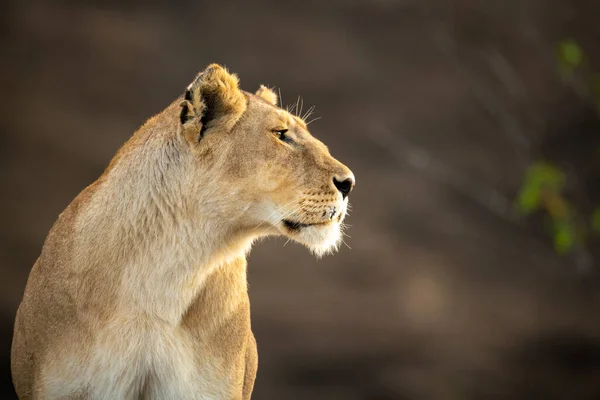 母狮的特写用捕捉到的光盯着右边 — 图库照片