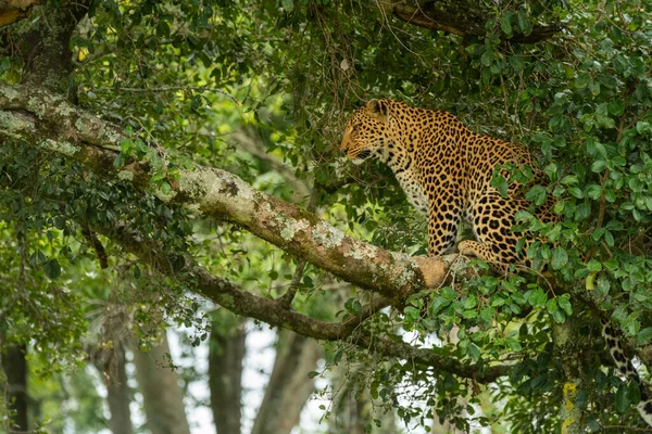 Leopardo Senta Galho Árvore Olhando Para Baixo — Fotografia de Stock