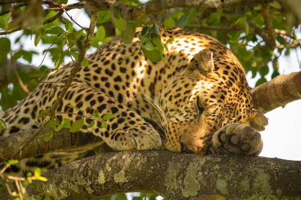 Крупный План Леопарда Спящего Ветке — стоковое фото