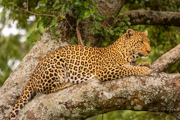 Close Leopardo Descansando Sobre Árvore Coberta Líquen — Fotografia de Stock