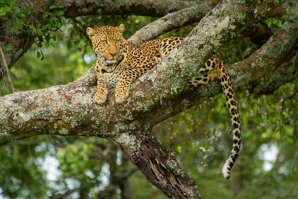 Leopardo Jaz Galho Coberto Líquen Árvore — Fotografia de Stock