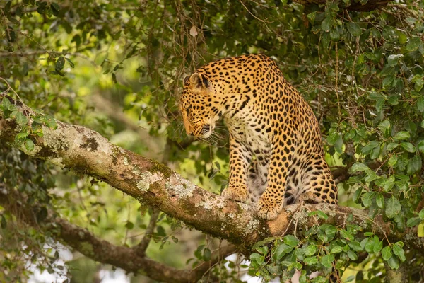 Leopardo Senta Ramo Coberto Líquen Olhando Para Baixo — Fotografia de Stock