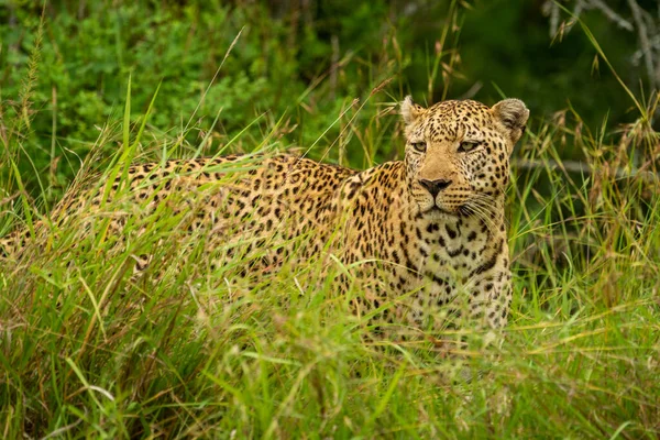 Leopar Uzun Çimenlerde Durup Sola Bakıyor — Stok fotoğraf