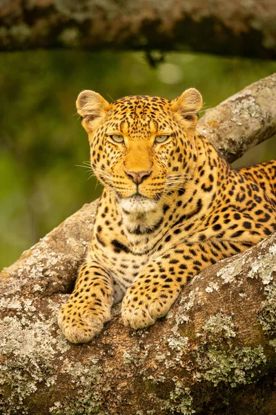 Primer Plano Del Leopardo Acostado Rama Bifurcada — Foto de Stock