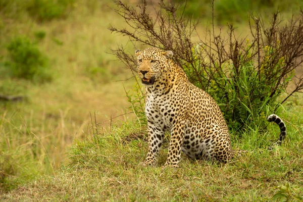 Leopard Sitzt Mit Offenem Maul Auf Bank — Stockfoto