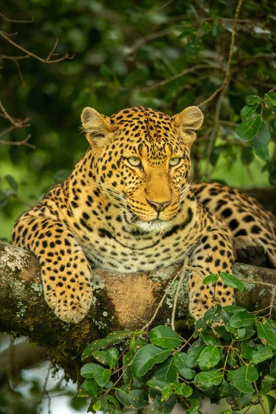 Leopardo Está Ramo Coberto Líquen Olhando Para Baixo — Fotografia de Stock