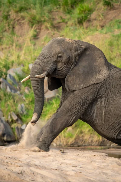 Close Elefante Africano Sentado Areia — Fotografia de Stock