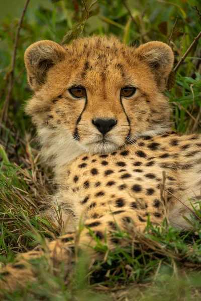 猎豹幼崽的特写镜头盯着摄像机 — 图库照片