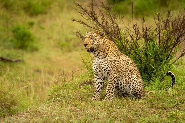 Leopard Sitzt Mit Offenem Maul Auf Gras — Stockfoto