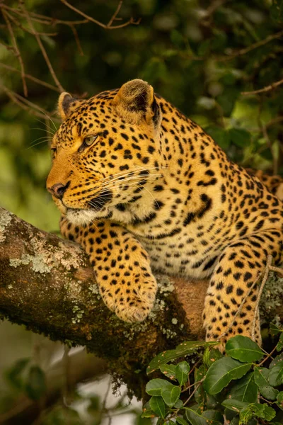 Nahaufnahme Eines Leoparden Der Sich Auf Einem Flechtenbedeckten Ast Entspannt — Stockfoto